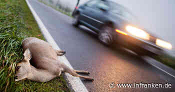 Landratsamt Bamberg warnt vor erhöhter Wildunfallgefahr zur Zeitumstellung