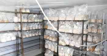 3 magic mushroom labs in Ontario shut down by police