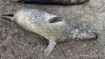 Minister hat "Anlass zur Sorge": "Ungewöhnliche Häufung" von toten Robben an der Ostsee