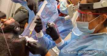 Magische klus voor Stephanie: ‘Ik heb nog nooit een dier geopereerd en dan meteen een gorilla...’