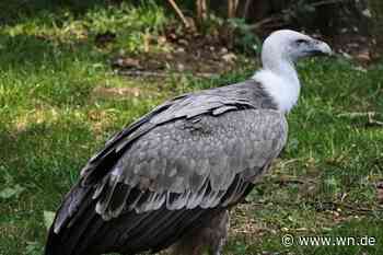 Freiheit für den Gänsegeier