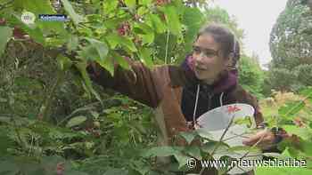 Scholieren steken handen uit de mouwen in Arboretum Kalmthout voor Youca Action Day