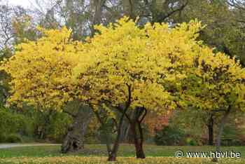 Plantenverkoop Natuurpunt Lanaken: bestelling moet vóór 1 november