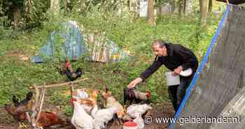 Ab zoekt huis voor de winter, maar zijn dertig kippen moeten dan mee: ‘Kan geen afstand doen’