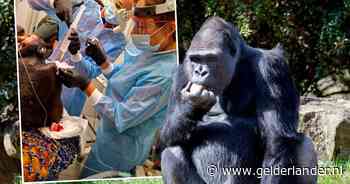 155 kilo en een kop drie keer zo groot als een mens, zo opereerde Stephanie een gorilla