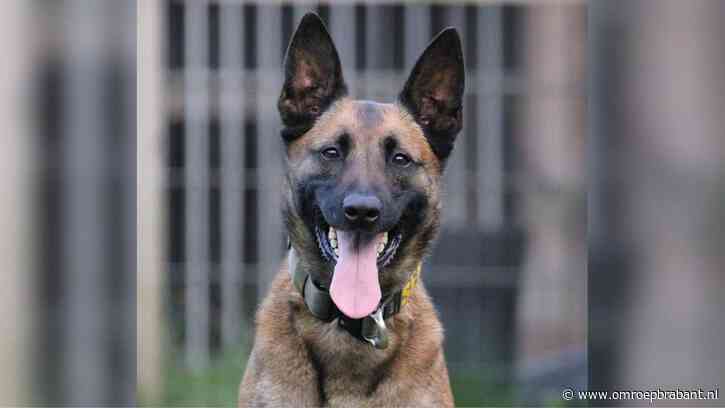 Hoteldief vlucht nadat hij betrapt wordt, maar politiehond Senna grijpt hem