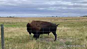 6 bison illegally shot on farm in hunt advertised on social media: Manitoba RCMP
