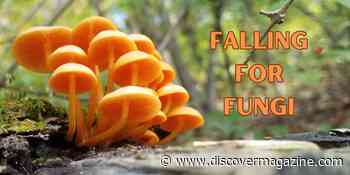 Falling for Fungi
