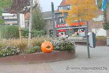 Opletten voor bijtende pompoen in Oostmalle