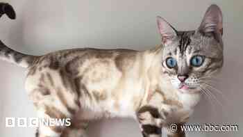 Unexplained cat deaths leave owners fearful