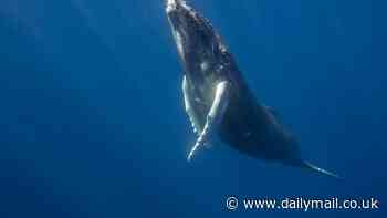 Humpback whale named Sweet Girl squeals in agony after being brutally disfigured by a ferry