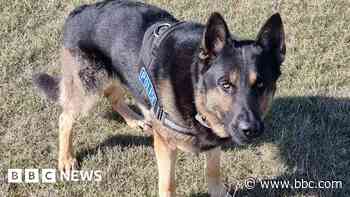 Police dog Kaiser helps find man hiding in bushes