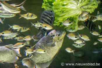 Groenteboer op bezoek in het aquarium van Zoo Antwerpen: “Vissen knabbelen graag aan broccoli”