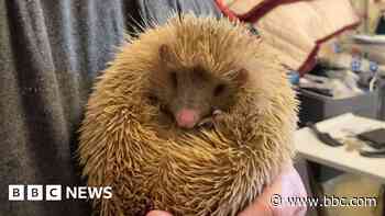 Hedgehog hospital pleads for help to reverse decline
