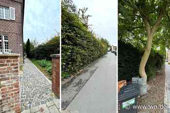 Stadt will Bäume roden und stattdessen E-Ladesäulen errichten