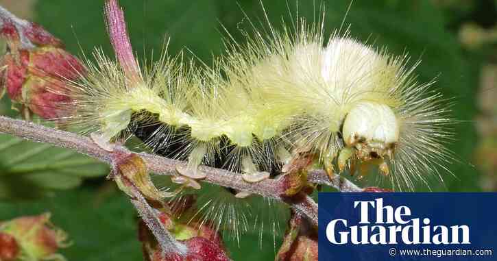 Country diary: Everything about this moth larva says ‘don’t touch me’ | Phil Gates