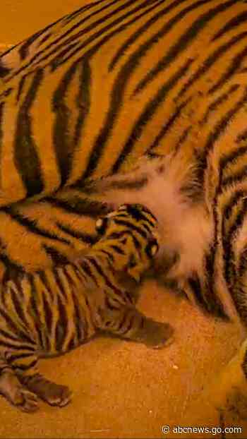 WATCH:   Disney’s Animal Kingdom welcomes baby tiger