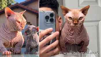 Rise of the XL Bully CAT: Mutant hairless felines are bred to look intimidating - but their fierce looks actually leave them at a disadvantage in fights, expert warns