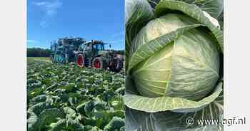 Vliegende start voor Zwitsers zuurkoolseizoen