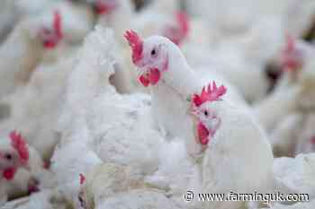 UK poultry giant Moy Park posts revenue surge of nearly 11%