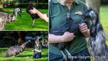 Emu abandoned by her parents is raised by a CHICKEN named Nugget
