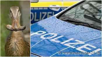 Fünf herrenlose Laufenten machen Traunreut unsicher – wem gehören die Tiere?
