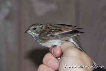 Nieuwe vogelsoort vastgesteld in het Zwin, en dat is héél bijzondere ontdekking