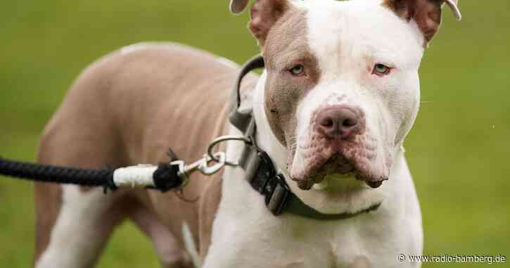 Tier tötete Bruder: Haft für Hundehalter in England