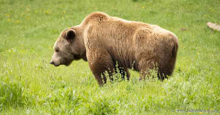Suche nach Braunbär im Allgäu läuft weiter