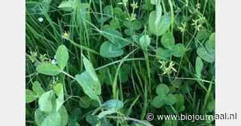 Onderzoek toont aan: gras-erwt verhoogt de voederwaarde