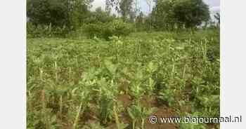 Model biedt handvatten voor natuurlijke plaagbestrijding