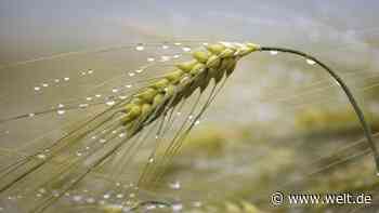 Das Regen-Problem der Briten