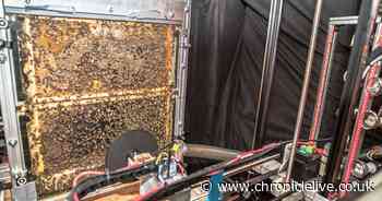 Durham University researchers unveil pioneering robot system for studying honeybee behaviour