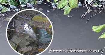 'Potential pollution' probe as 'more than 100 fish killed in stream'