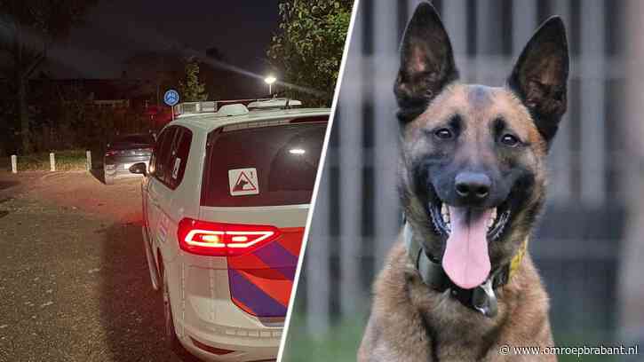 Senna slaat weer toe: politiehond is zelfs hardrijder te snel af