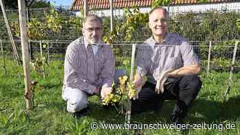 Braunschweig: Mandel Meier baut jetzt auch Wein an