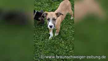 Ausgesetzte Welpen am Eixer See – diese beiden suchen verzweifelt ein Zuhause