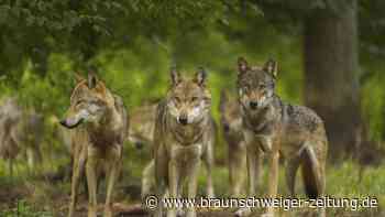 Helmstedt: Wolfsriss in Querenhorst – Ein Wolf oder mehrere?