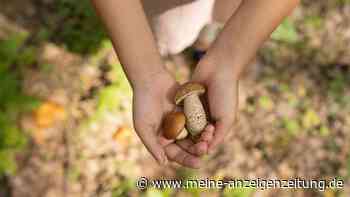 Giftige Pilze können zu Leberversagen führen: Welche Regeln Sie beim Sammeln beachten sollten