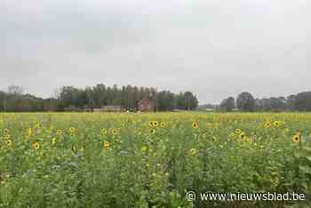 Uitbundig zonnebloemenveld geeft kleur aan de herfst