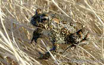 BLM moves full steam ahead on geothermal energy in Nevada