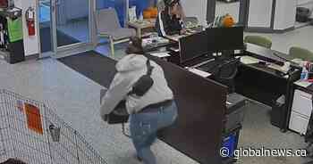 Brazen safe theft caught on video at animal rescue in Edmonton: ‘It’s devastating’