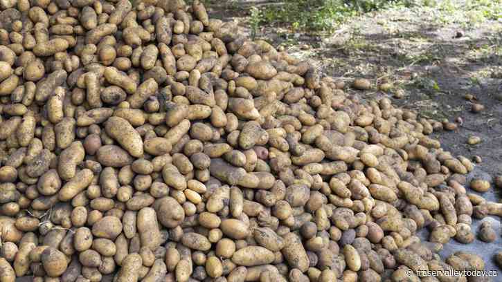 Large Crowd Expected for ‘Ugly Potato Day’ Giveaway in Cloverdale