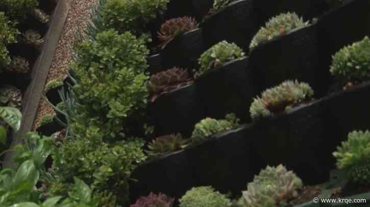 Plants make up unique mural in Downtown Albuquerque