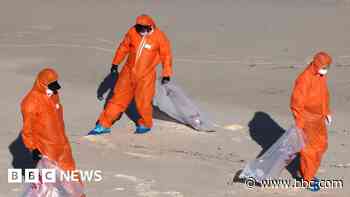 Sydney reopens beaches after mysterious tar ball scare