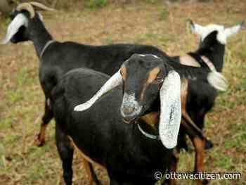 Today's letters: Does urban Ottawa really need grazing goats?