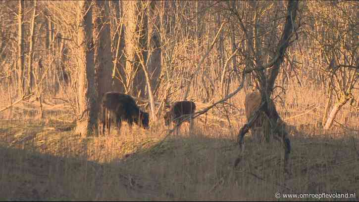 Lelystad - Defensie telt nu ook grote grazers in de Oostvaardersplassen