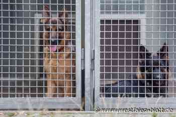 Wer nimmt Fundtiere im Kreis Höxter auf? Kommunen in der Pflicht