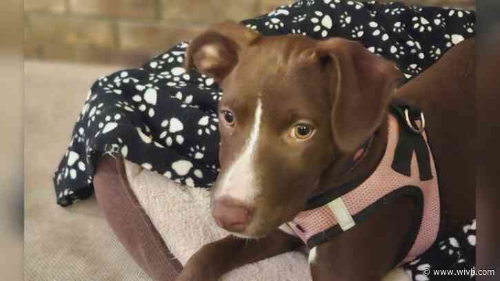 'Adorable' Penny loves to play and is ready for adoption