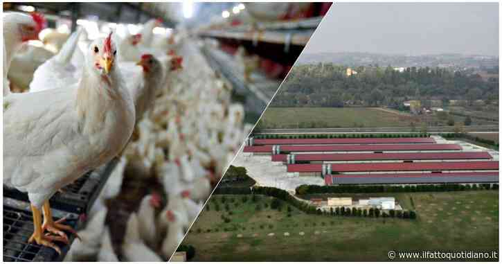 Valle dei polli, il Gruppo Fileni condannato ad Ancona per il cattivo odore sprigionato da 4 allevamenti. La difesa: “Noi sempre corretti”